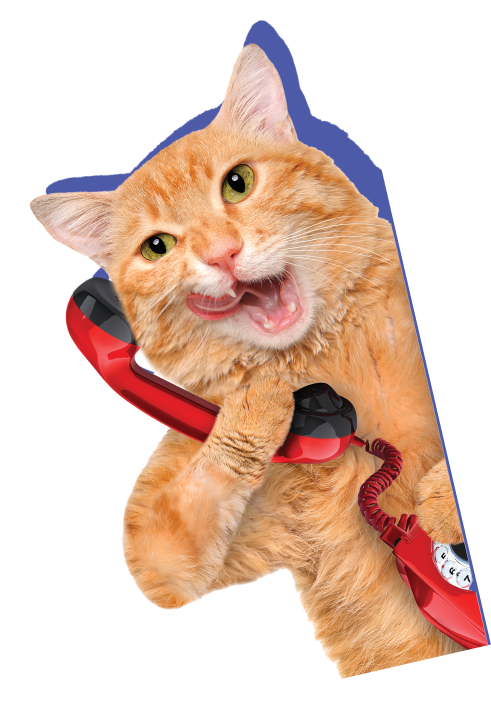 cat